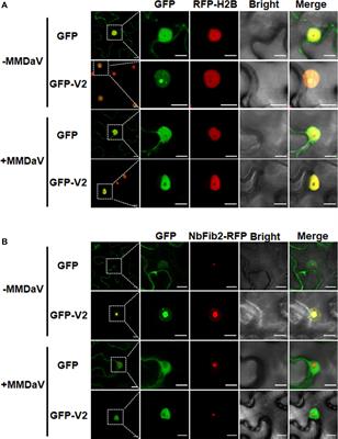 RepA Promotes the Nucleolar Exclusion of the V2 Protein of Mulberry Mosaic Dwarf-Associated Virus